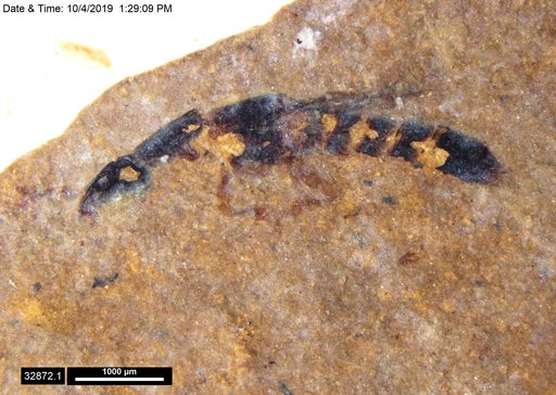 Genus sp