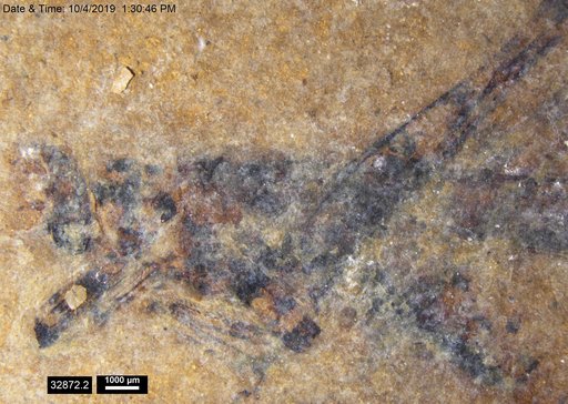 Genus sp