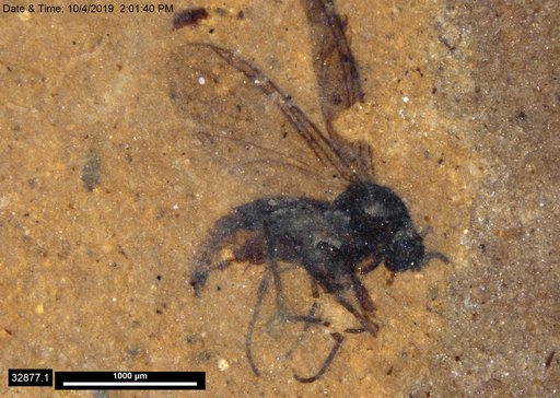 Diptera