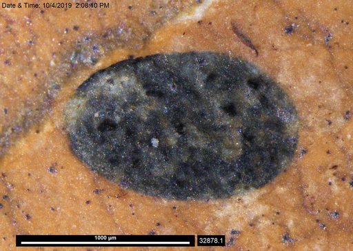 Tracheophyta