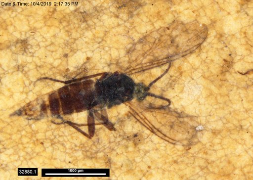 Diptera