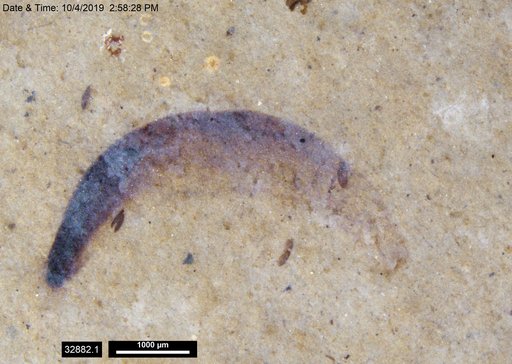 Tracheophyta