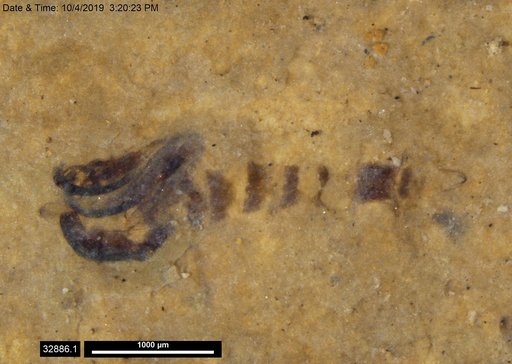 Chaoboridae
