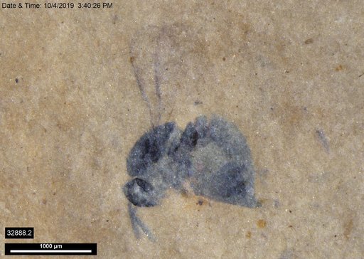 Genus sp