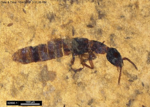 Genus sp