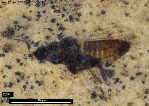 Genus sp