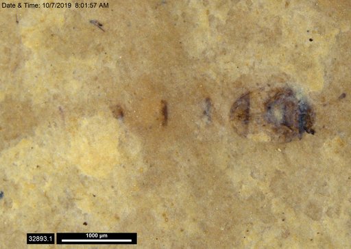 Genus sp