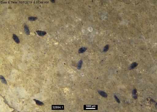 Daphniidae