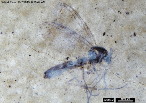 Diptera