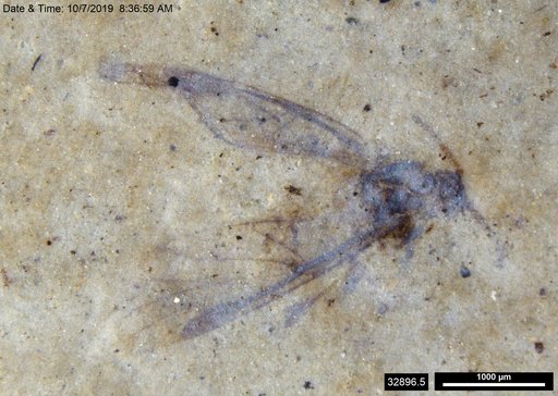 Aphididae