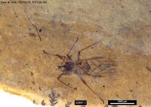 Aphididae