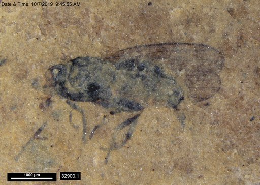 Diptera