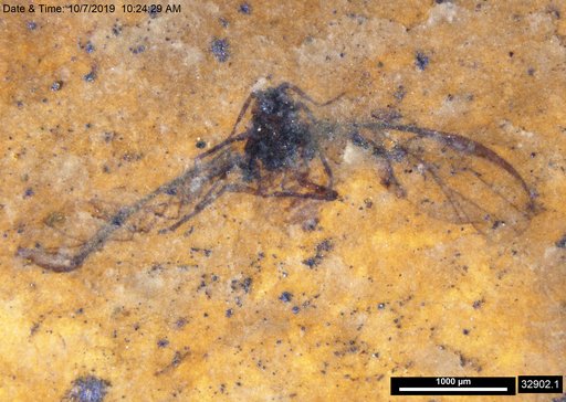 Aphididae