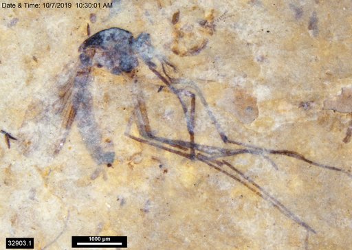 Genus sp