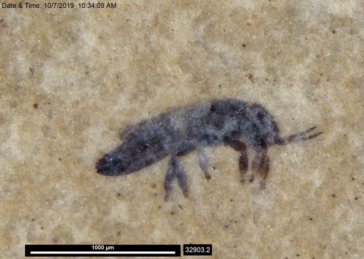 Genus sp