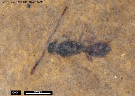 Diapriidae