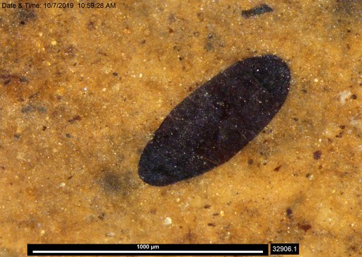 Tracheophyta