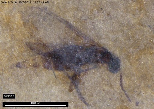 Diptera
