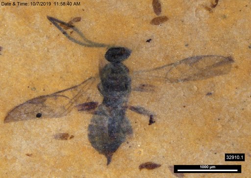 Braconidae