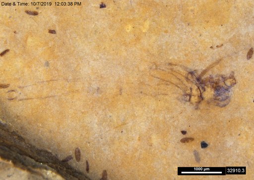 Genus sp