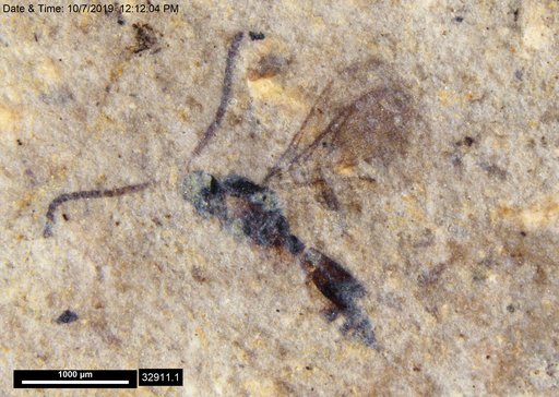 Diapriidae