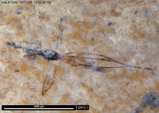 Genus sp