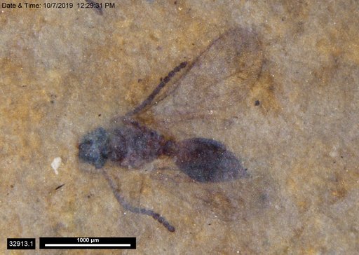 Diapriidae
