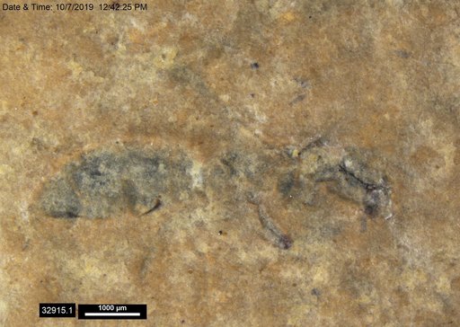 Formicidae