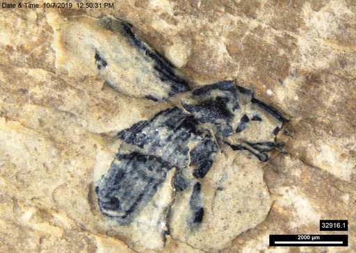 Genus sp