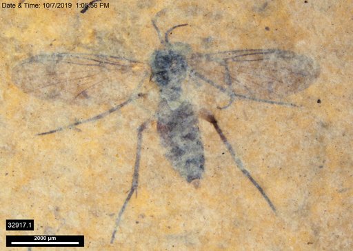 Mycetophilidae
