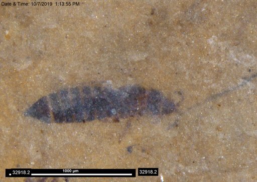 Genus sp