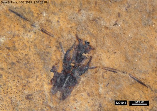 Notonectidae