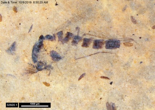 Chaoboridae
