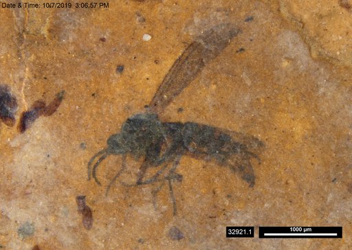 Diptera