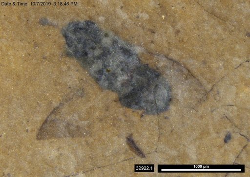 Genus sp