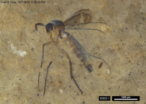Mycetophilidae