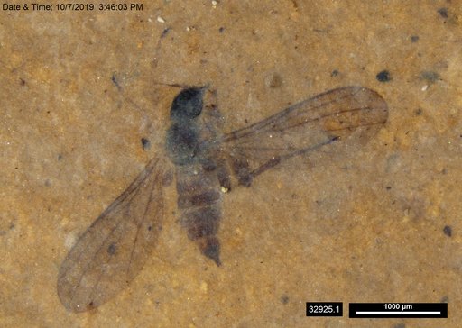 Diptera