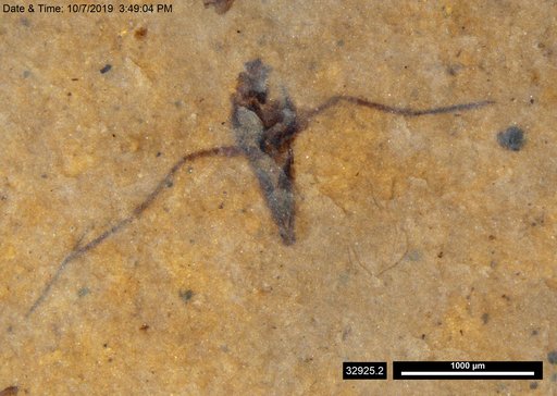 Notonectidae