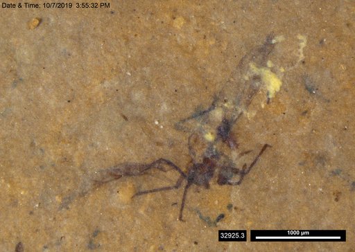Aphididae