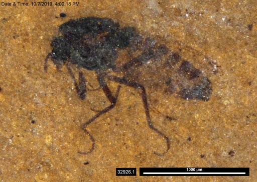 Diptera