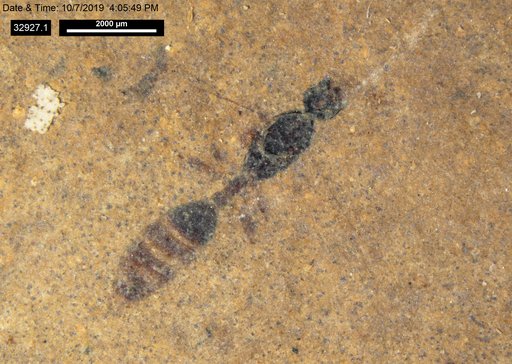 Formicidae