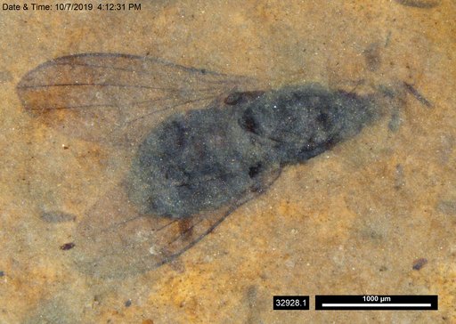 Diptera