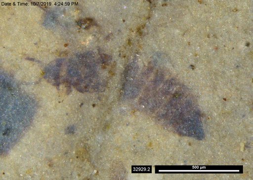 Genus sp