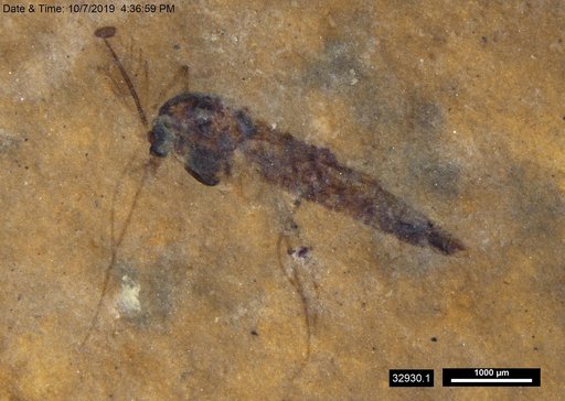 Genus sp