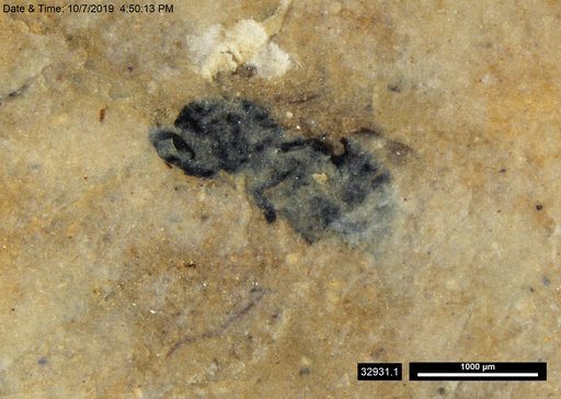 Genus sp
