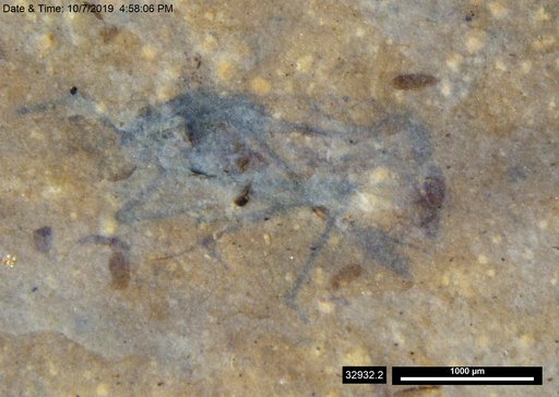 Aphididae