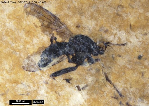 Diptera
