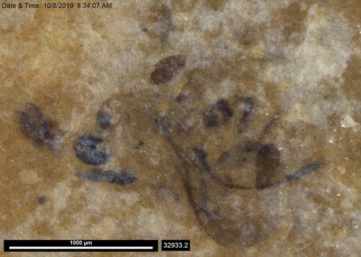 Genus sp