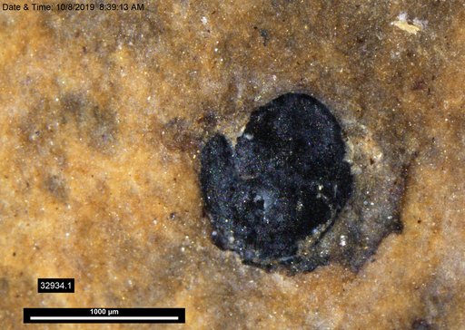 Tracheophyta