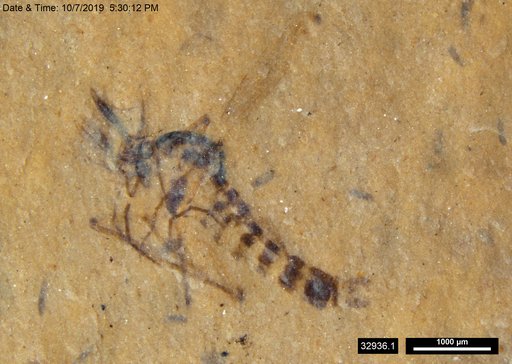 Chaoboridae